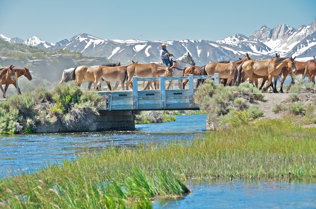 Herding Across a Bridge